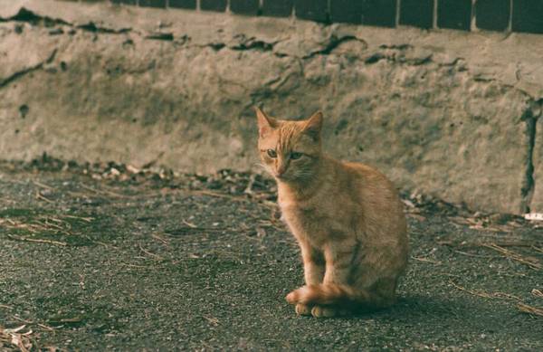 貓必須打狂犬嗎
