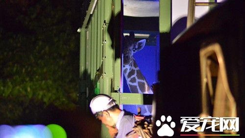 搭車太緊張 長頸鹿未出園就死亡