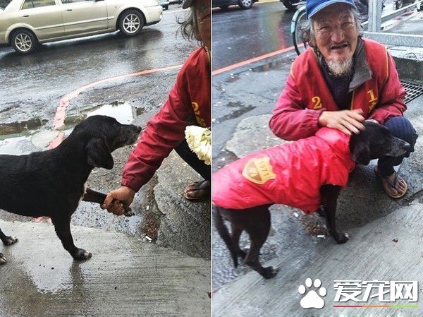 米克斯狗狗對阿伯一見鐘情 每天跟著賣玉蘭花