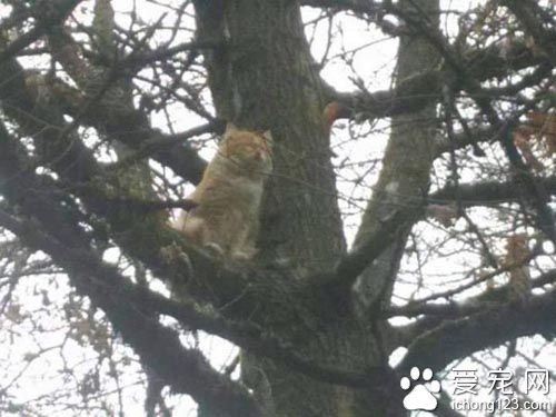 橘貓受困樹上飽受驚嚇 救援后終于放松并學著信任人