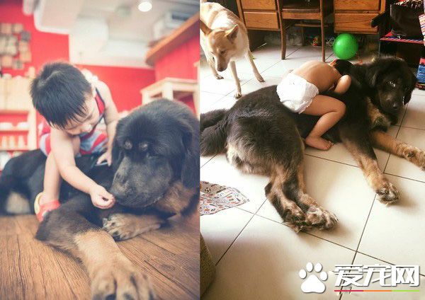 遭受棄養獒犬 收編后要有弟弟陪伴才敢吃飯