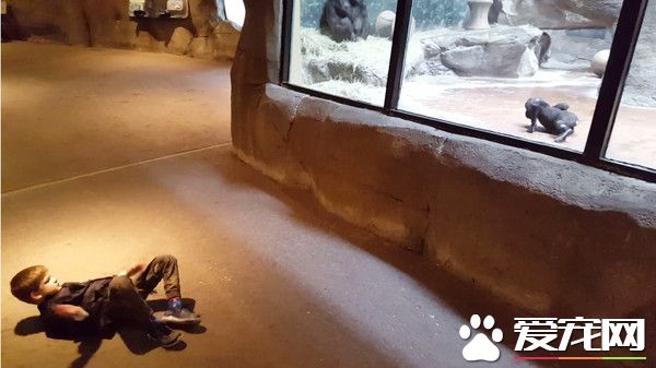 男童隔著玻璃大秀舞技 視要與猩猩一決高下