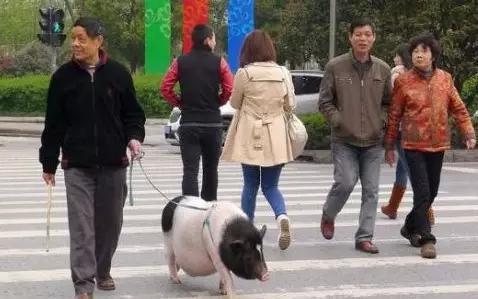見過遛狗遛貓的算什么 你見過遛龜？遛魚？遛蜥蜴？