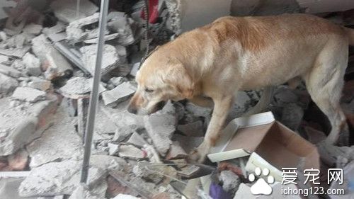 搜救犬連日在災區協助救援 勞累過度光榮殉職