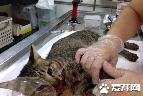 北市連見狗咬貓 驚爆大群獵犬
