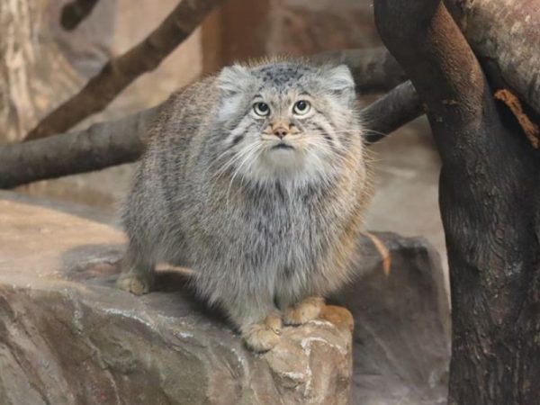 只對你情有獨鐘！ 兔猻肉球貼玻璃深情等飼育員心上人