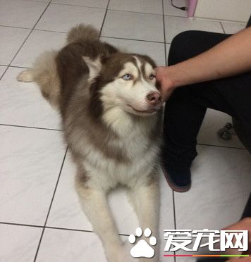 這是歷史性的一刻！磨合期的貓狗姐妹罕見在一起