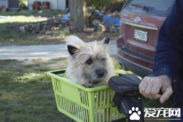 12歲牧羊犬突然走失 原來是救援佳話一則