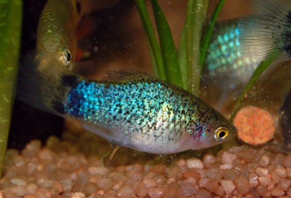 魚睡覺嗎