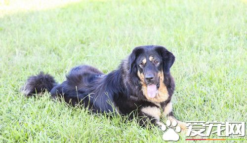 未婚夫不滿狗優先 印女拒婚不拋棄它