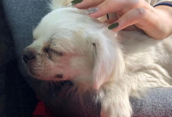 愛犬不相信主人離世 滿眼淚水守老宅門前3天