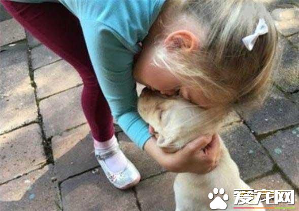 8周大的拉布拉多被偷，沒想到小偷的行為卻感動了網友