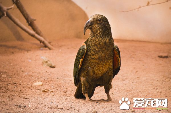 啄羊鸚鵡面臨3威脅剩1000只 鉛中毒問題最棘手