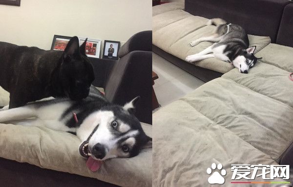 汪自動進店吹冷氣 怎么拖都一臉我不走的大爺臉