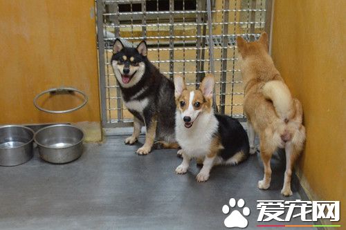 搶領竹縣非法繁殖犬 半天領光光