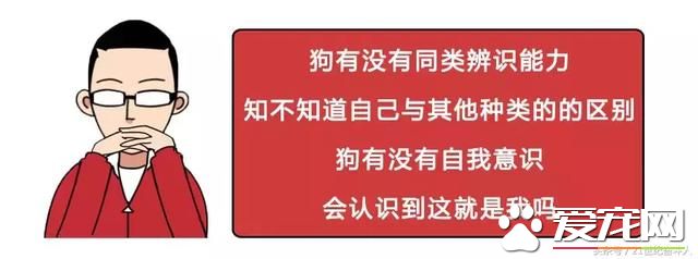 狗是否知道自己是狗？
