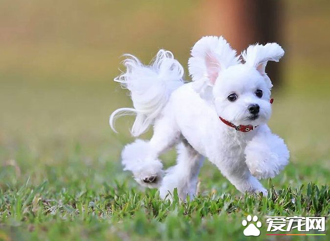 狗有幾種顏色 帶你探秘各種顏色的狗狗