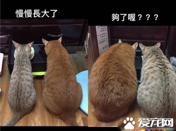 螢幕快塞不下了! 兩<a href=/zhonglei/mao/ target=_blank class=infotextkey>貓</a>像吹氣球一樣大膨風