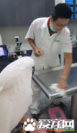 小霸王鸚鵡醫院檢查秒變樣 超級乖還會撒嬌