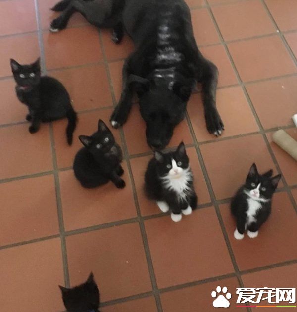 狗媽媽因為貓朋友 開啟了愛貓生涯