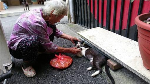 阿婆喂食流浪貓狗18年 只盼能喚起動保意識