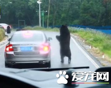 動物園黑熊討過路費 游客大膽開窗給蘋果