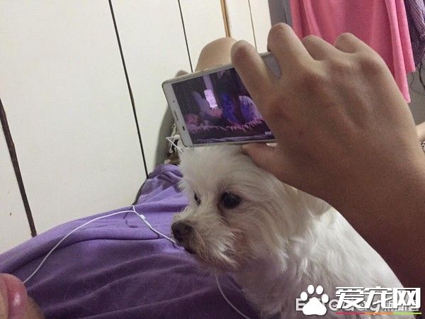 戲精狗狗戲看太多 自學會劍砍裝死橋段
