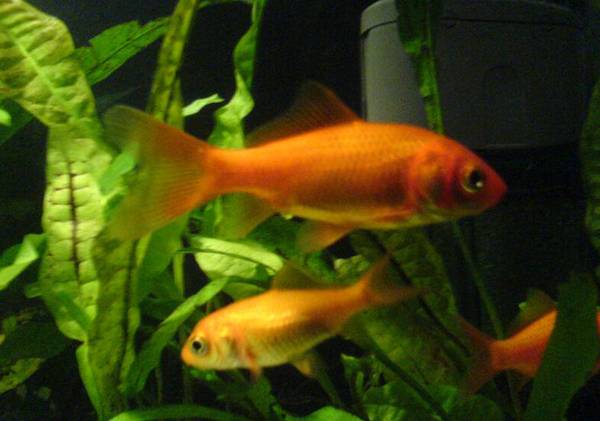 金魚生病前的四大普遍征兆