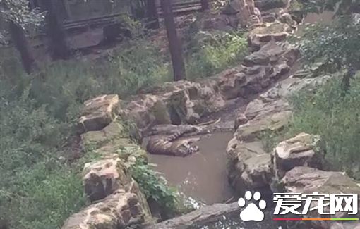1雌虎遭8雄虎圍攻致死 動物園竟等收尸