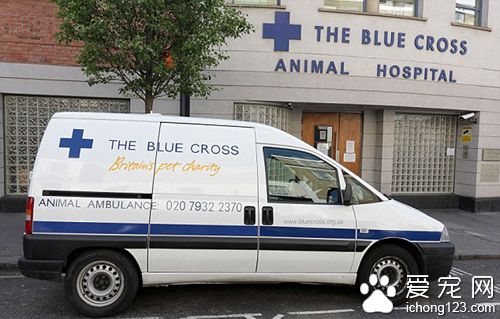 德國牧羊犬誤喝圣誕酒 醉到不能走路送救護車