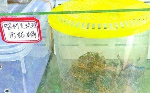 廈門水族館暗藏各類"怪寵"  "食人魚"在廈門能網購