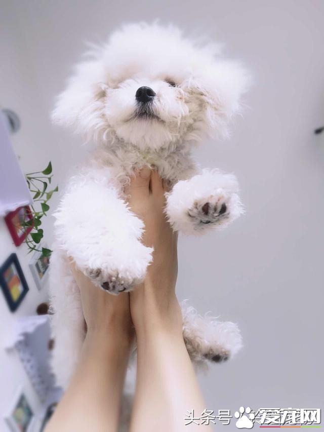 【養寵故事】自從有了你~