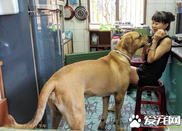 貪吃高山犬壯碩似牛 內心卻是愛哭過小孩子