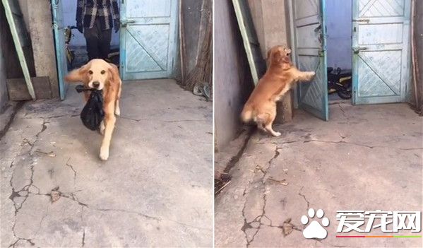 超萌小幫手 黃金獵犬幫主人提東西拔鑰匙還會開門