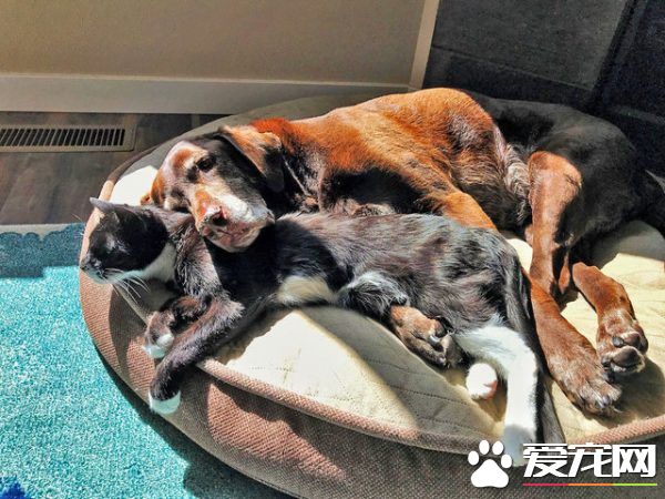13年不合的貓狗突然破冰成友 其因超暖心