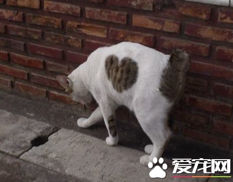 愛貓養的了一年多 才發現可愛的愛心圖案