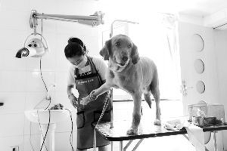 牧羊犬被裝在轎車后備箱 因中暑醫治無效死亡
