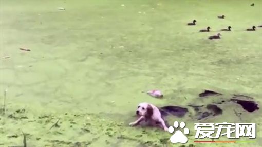 狗狗興奮奔向綠草地 下一秒卻瞬間消失了