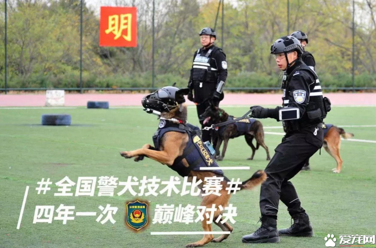 小黑警犬眉眼間橫貼ok蹦 堅定小表情萌翻網友