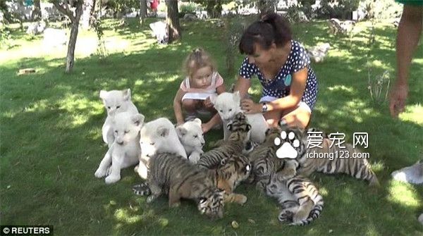 俄羅斯克里米亞Taigan野生動物園里游客可以與野生動物親密接觸
