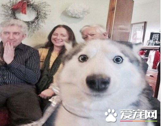 哈士奇亂入親友團合照 一抹神秘微笑搶鏡頭