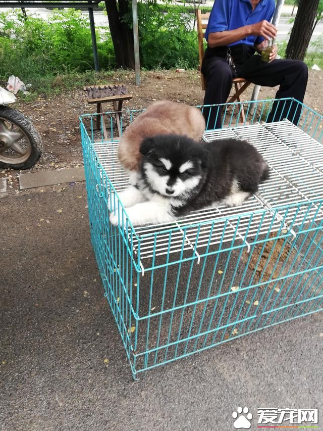 德州寵物大集場走一圈，誰能告訴最后圖片中狗是什么品種？