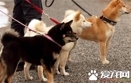 養柴犬的10個理由，99%的人看完都心動了！