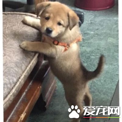 你一口我一口 阿公每天給金孫汪喂早餐