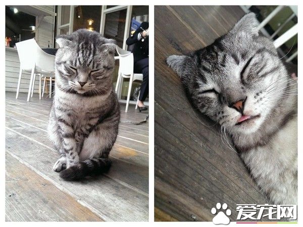 喵星人還要簽收包裹 網友：龍哥用貓掌簽收嗎