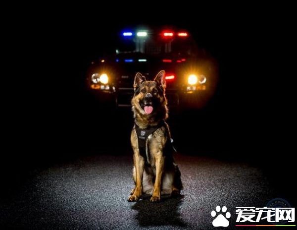 硬漢狠角色路線 警犬們的硬漢魅力迷倒大家