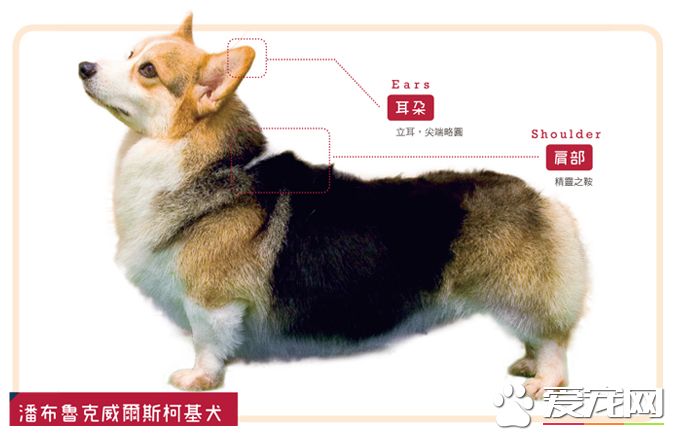 帶你揭秘：柯基犬有幾個品種 有幾個顏色