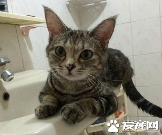 這是歷史性的一刻！磨合期的貓狗姐妹罕見在一起