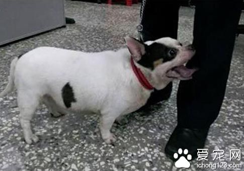 走失吉娃娃身形太過肥胖 警察誤認成巴哥犬
