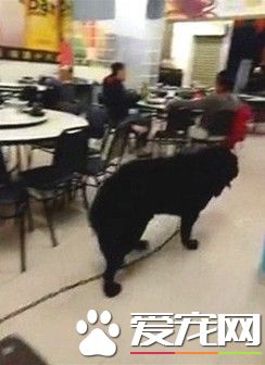 獒犬扯斷繩溜出門 在熱炒店逛大街嚇得客人都不敢動